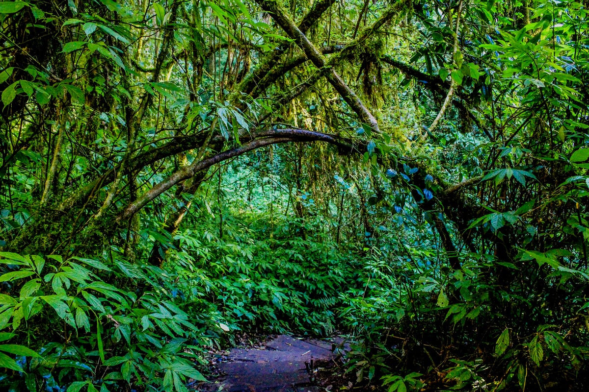 Rain Forest in Doi Inthanon ,Chiangmai Thailand